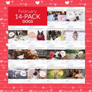 February 2019 14 Pack Dogs