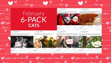 February 6-Pack Cats