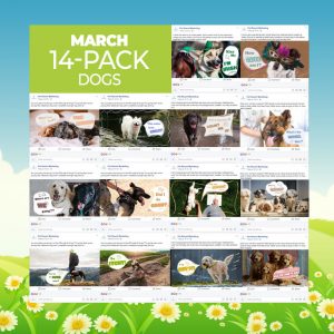 March 2019 14 Pack Dogs