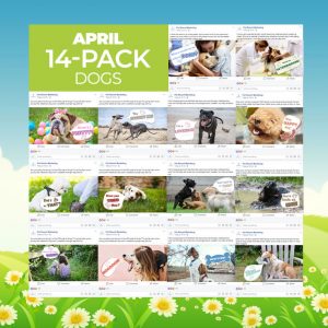 April 14 Pack Dogs