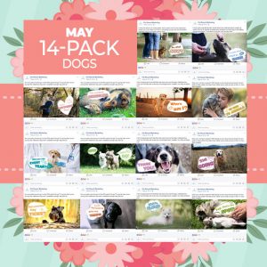 May 14 Pack Dogs