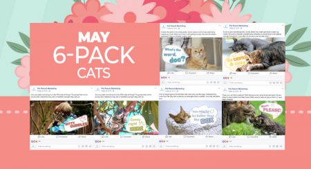 May 6 Pack Cats