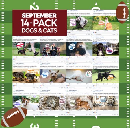 September 14 Pack Dogs and Cats