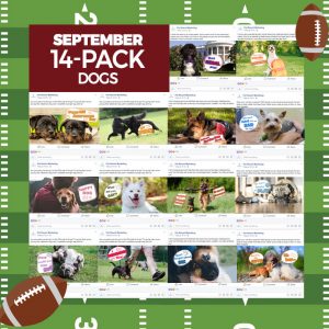 September 14 Pack Dogs