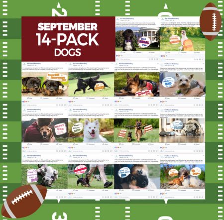 September 14 Pack Dogs