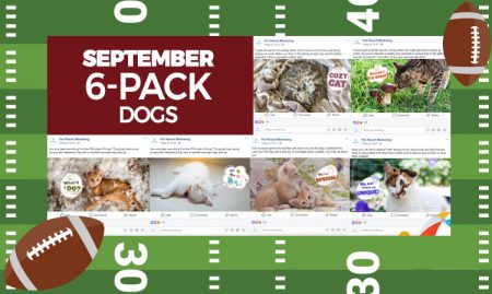 September 6 Pack Cats