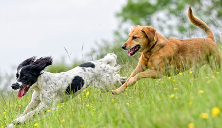 Two dogs running through grass