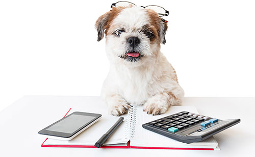 Dog with a calculator