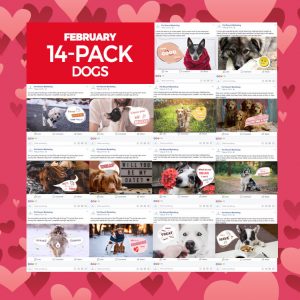 february-14-pack-dogs