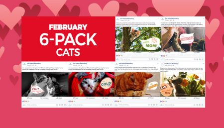 february-6-pack-cats