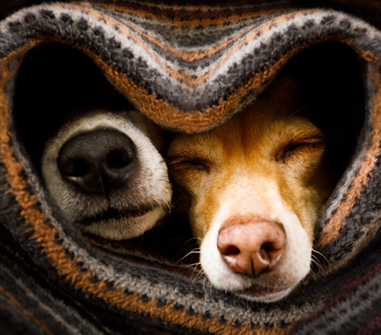 Dogs wrapped in a blanket