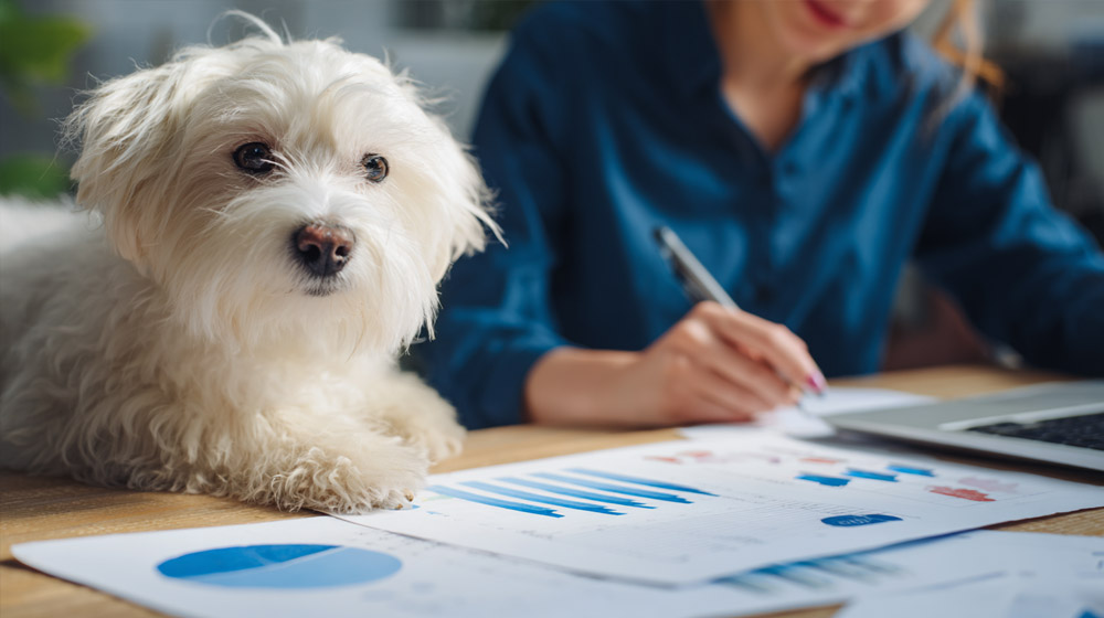 Pet resort owner reviewing analytics with her dog