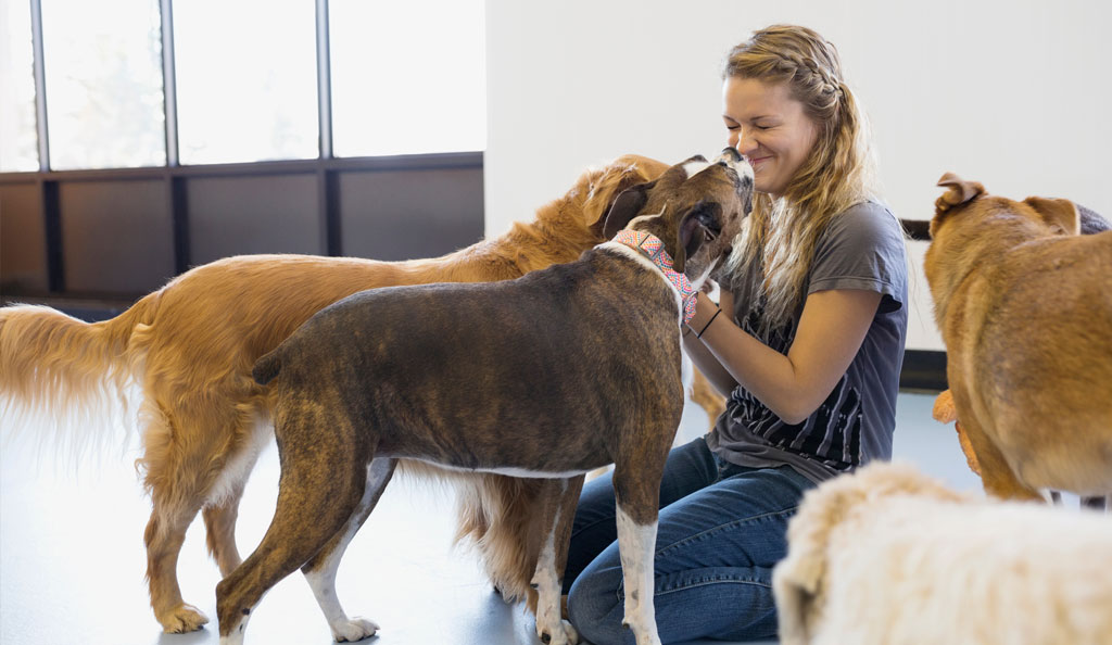 dogs in dog daycare with staff